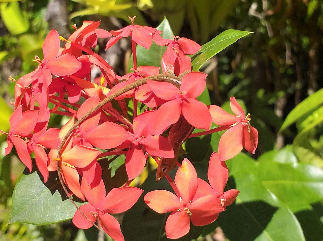 Jardin Botanico de Viñales-维纳勒斯必去景点