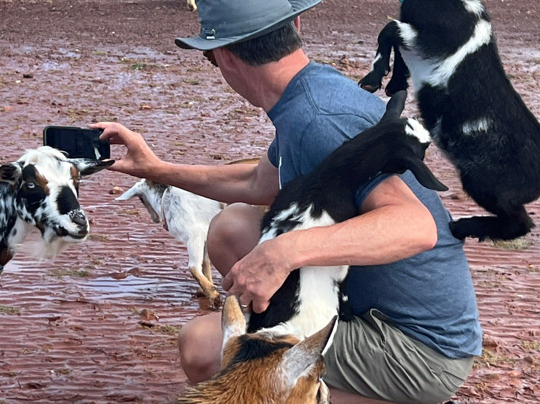 Beach Goats-Abram Village必去景点