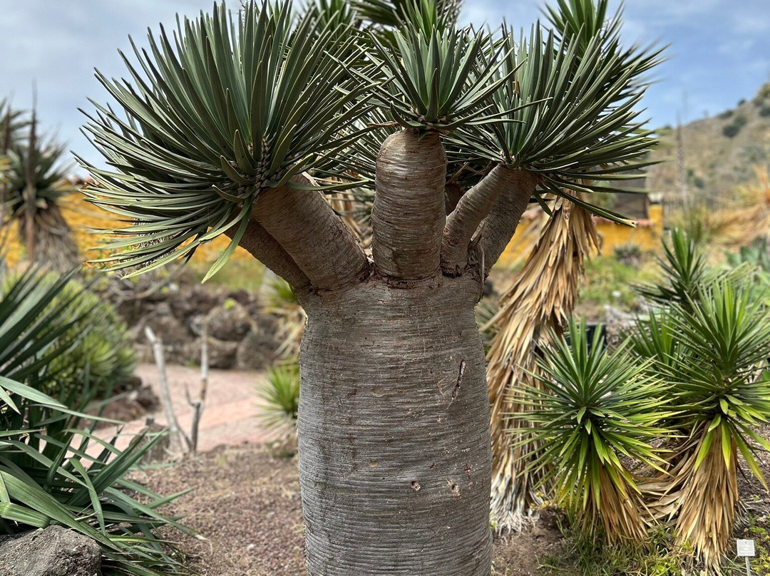 Jardín Botánico Viera y Clavijo-大加那利岛拉斯帕尔马斯必去景点