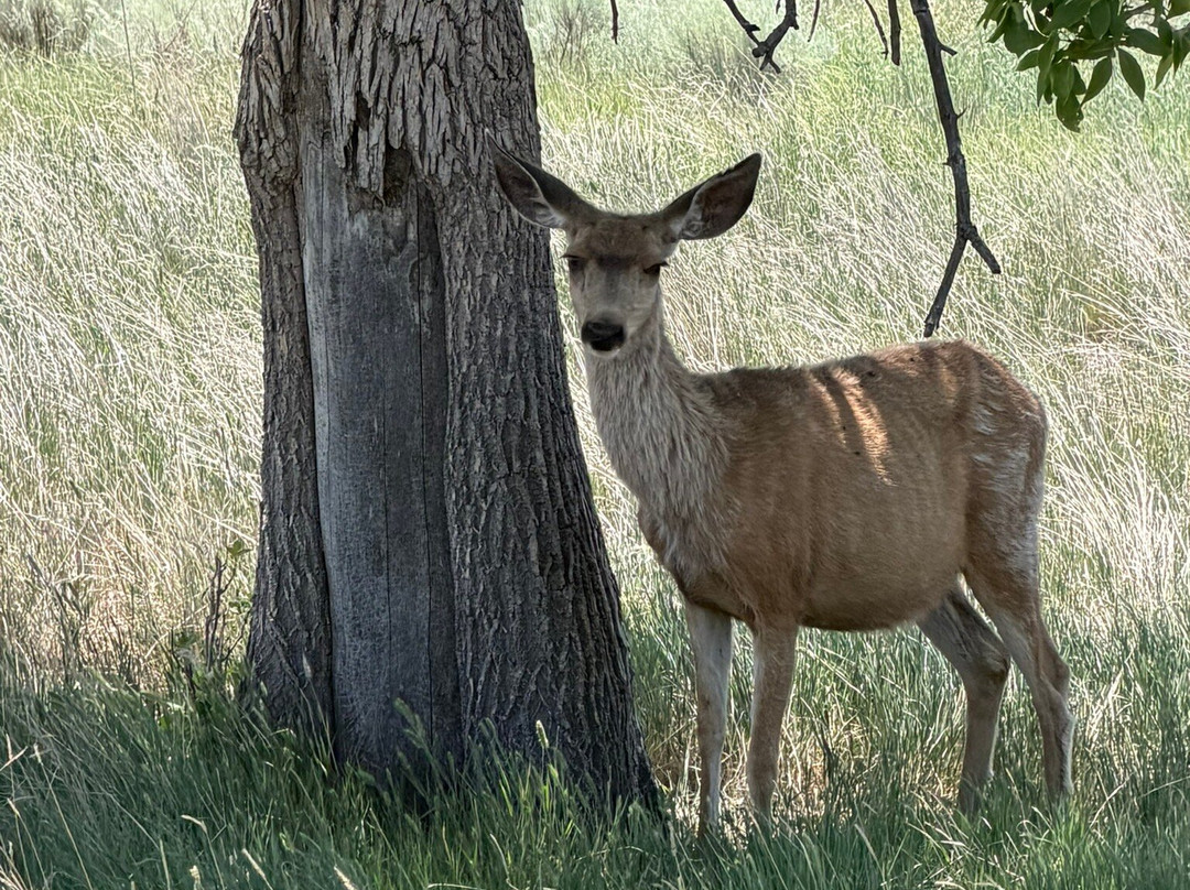 Rocky Mountain Arsenal National Wildlife Refuge-Commerce City必去景点