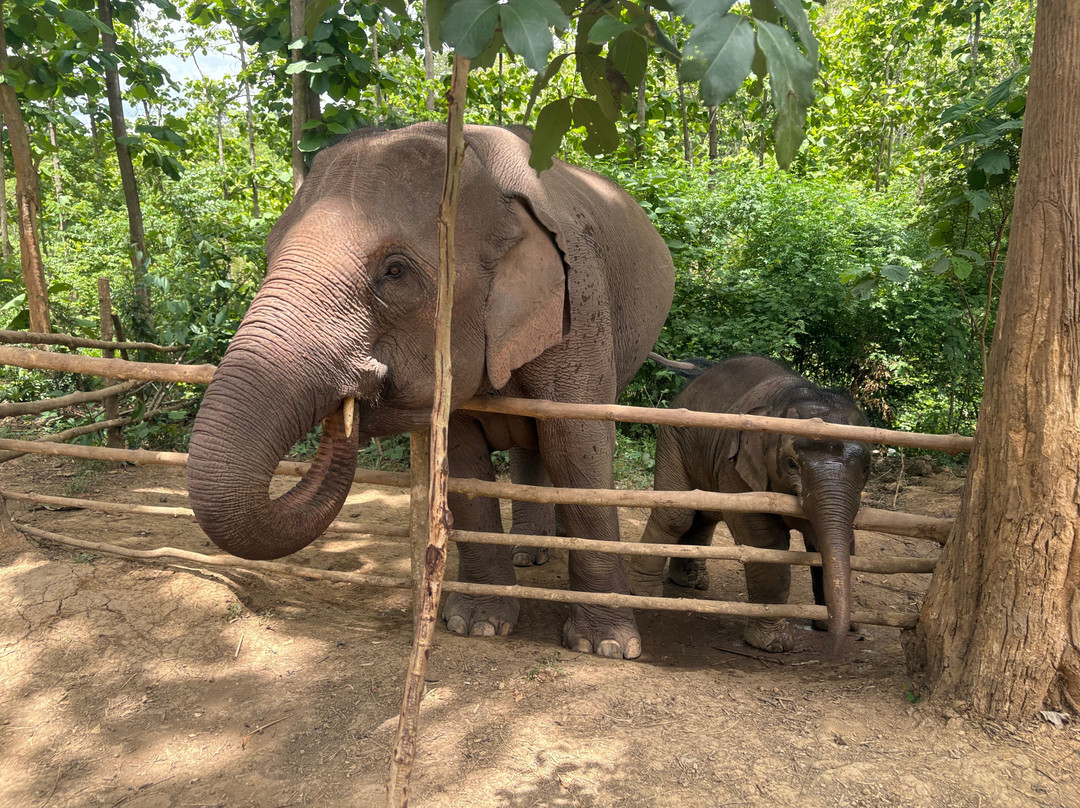 Manifa Elephant Camp-Sang Ha必去景点