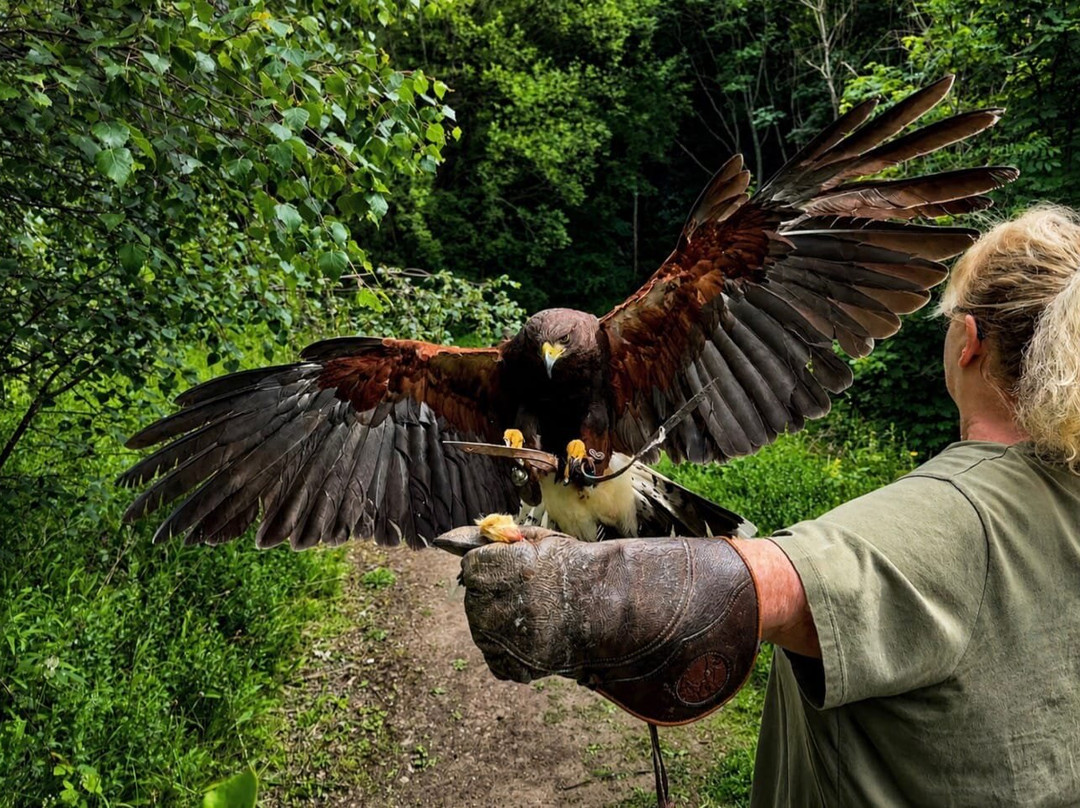 Riverside Falconry-纽卡斯尔必去景点