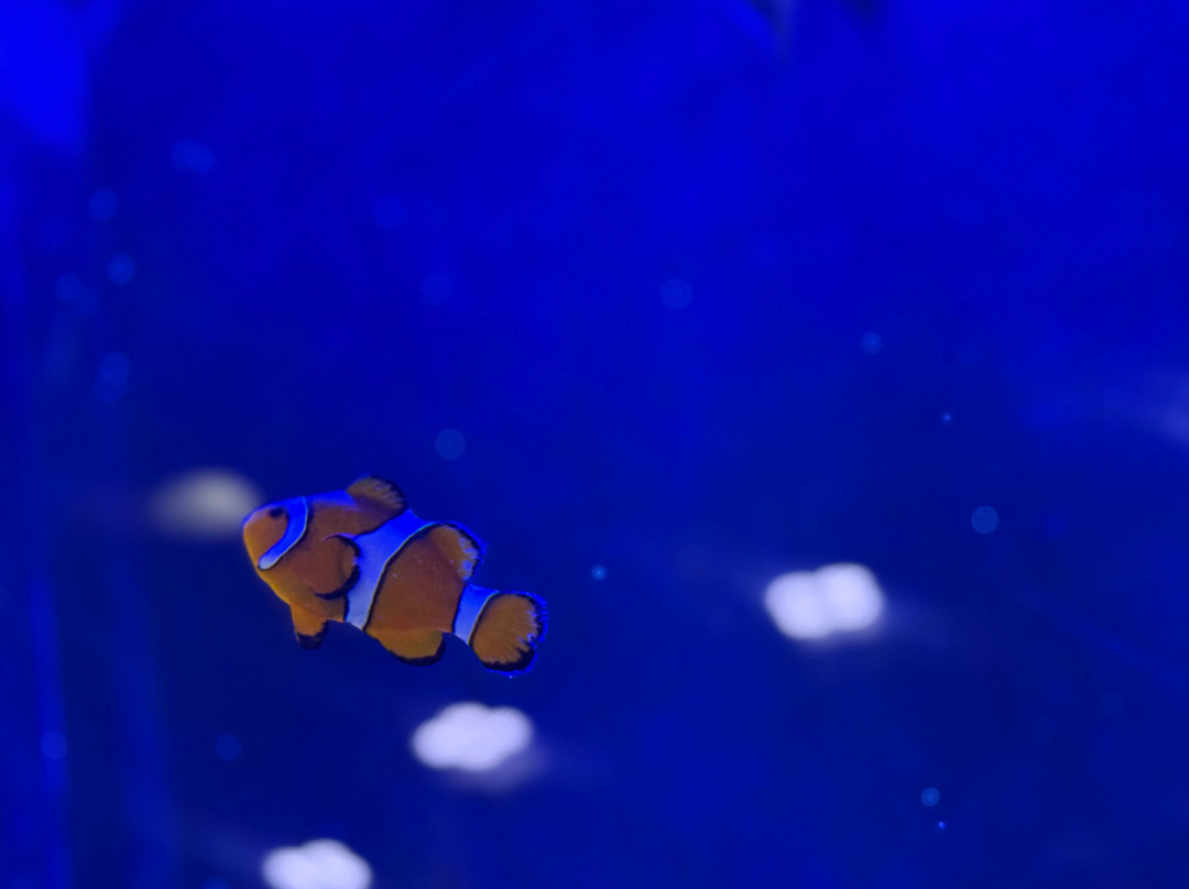 Boca Aquarium-博卡拉顿必去景点