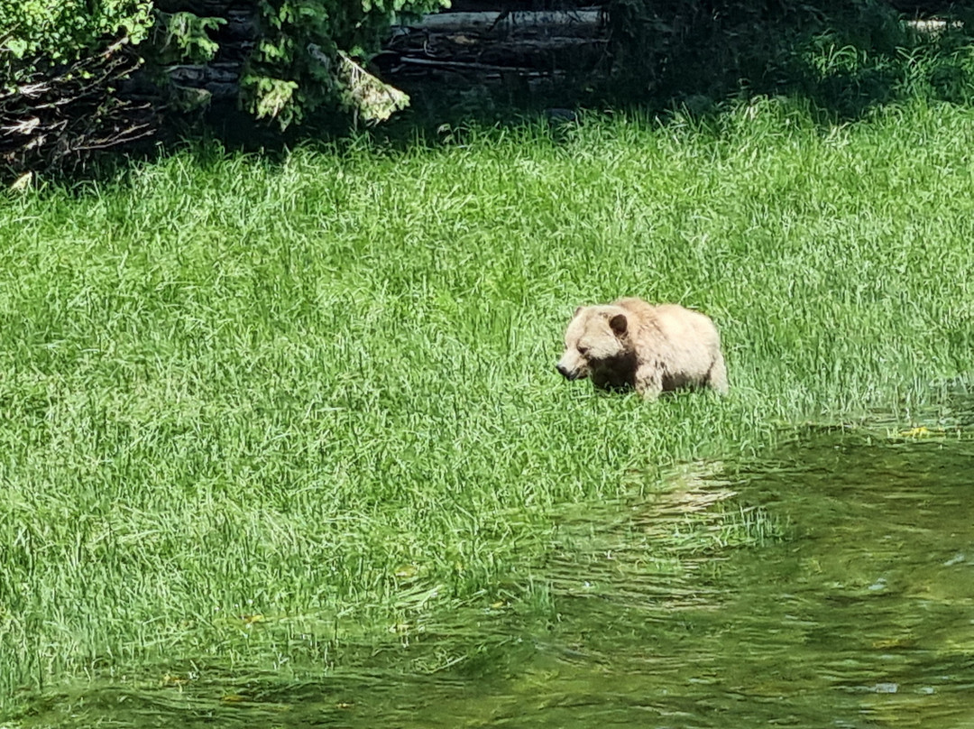 Tide Rip Grizzly Tours-Telegraph Cove必去景点
