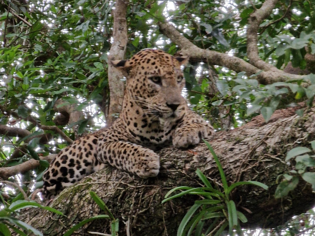 GP Tours Sri Lanka-Katukurunda必去景点