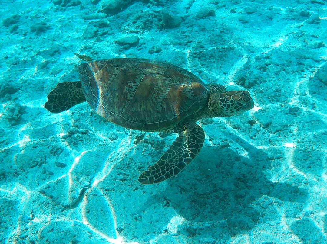 拉罗通加海滩度假村与泻湖水族馆主图