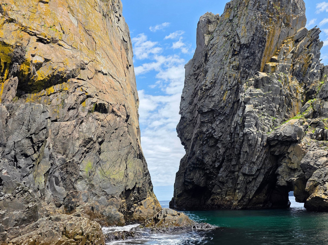 Discovery Sea Adventures-Bonavista必去景点