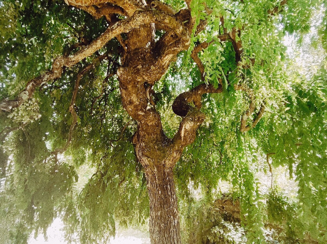 La Bambouseraie En Cévennes-Generargues必去景点
