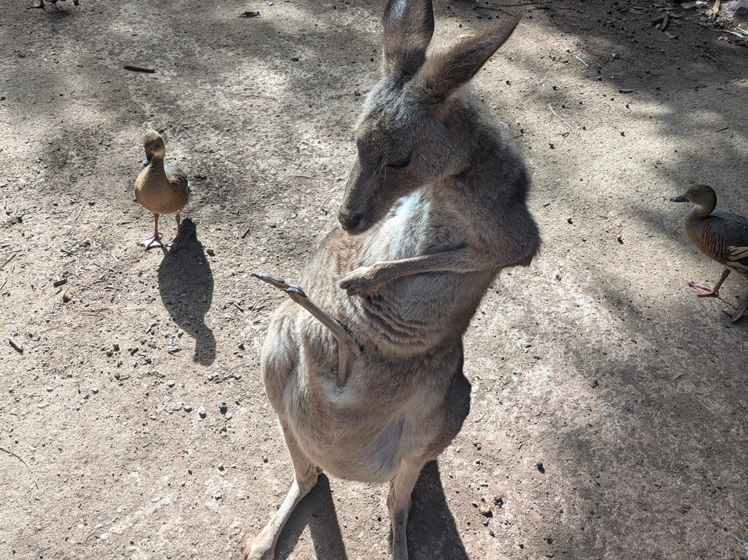 Cooberrie Park Wildlife Sanctuary-Yeppoon必去景点