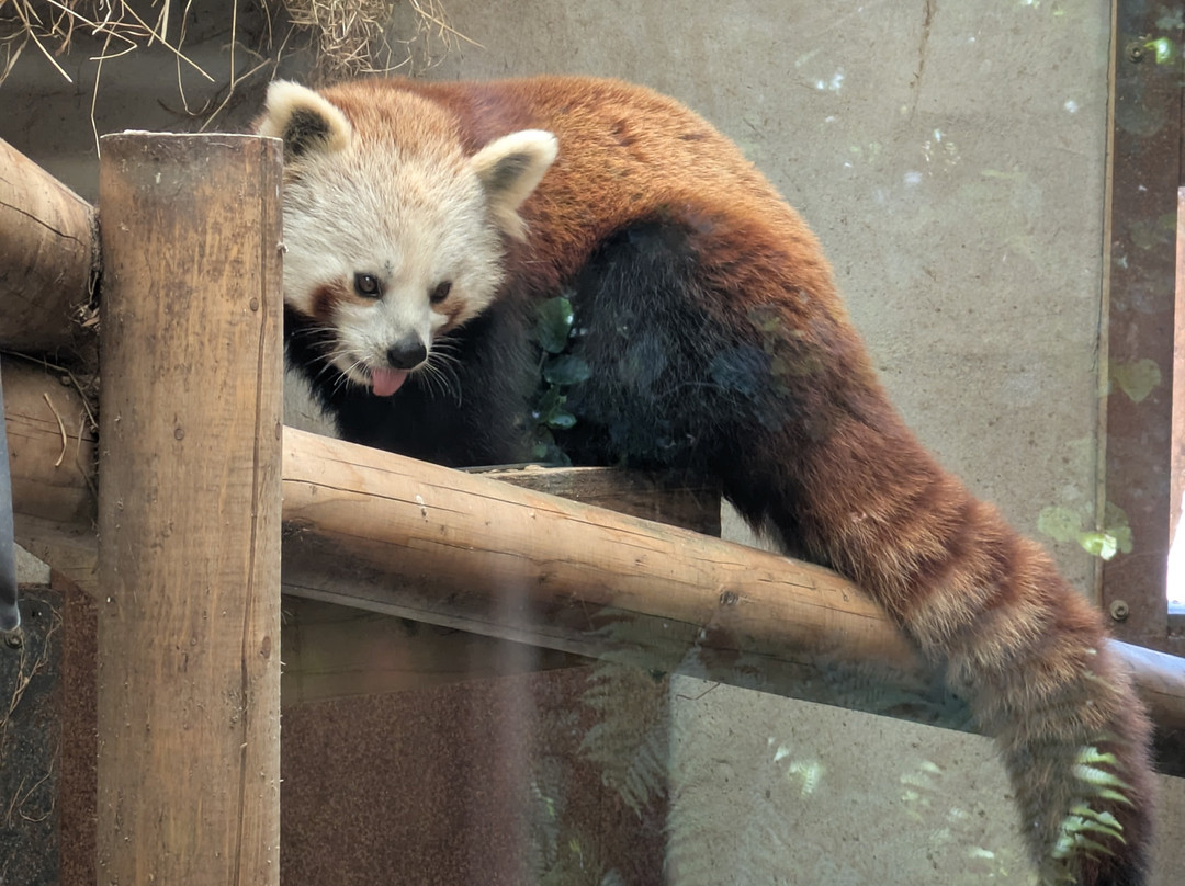 Exmoor Zoo-巴恩斯特珀尔必去景点