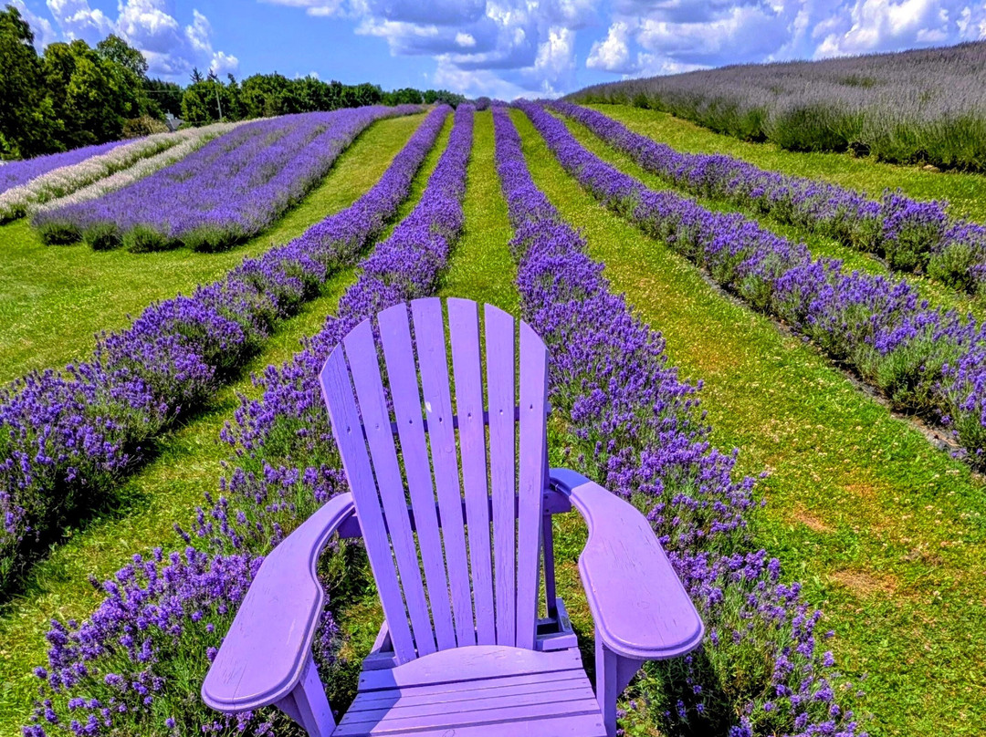 Kelso Lavender Farm-Milton必去景点