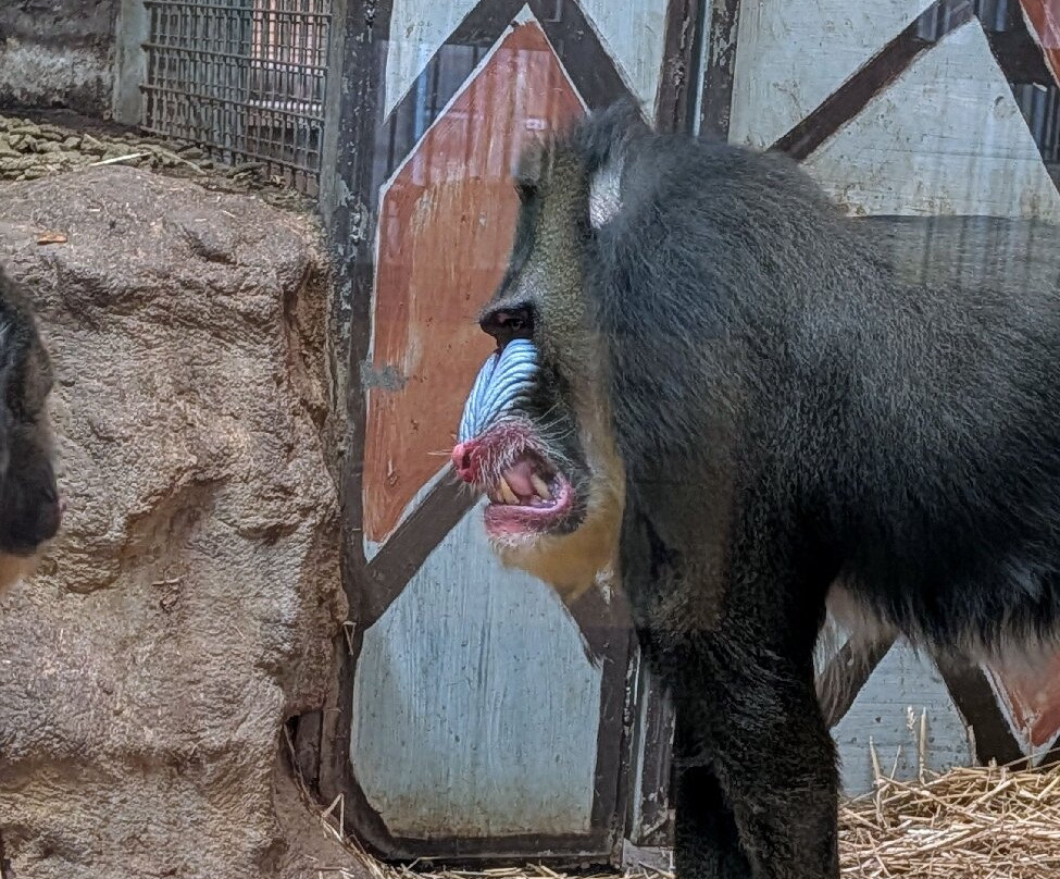 Zoo D'Amneville-昂内维尔必去景点