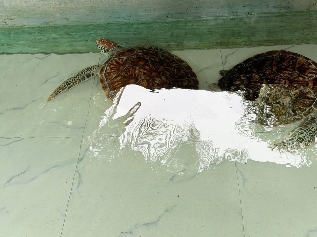 Sea Turtle Farm Galle Mahamodara-加勒必去景点