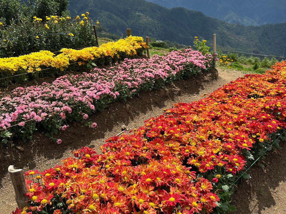 Northern Blossom Flower Farm-Atok必去景点