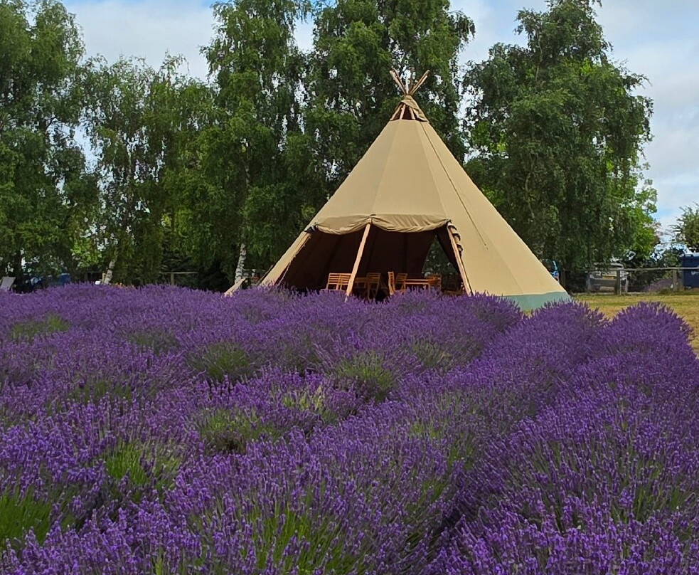 Yorkshire Lavender-Terrington必去景点