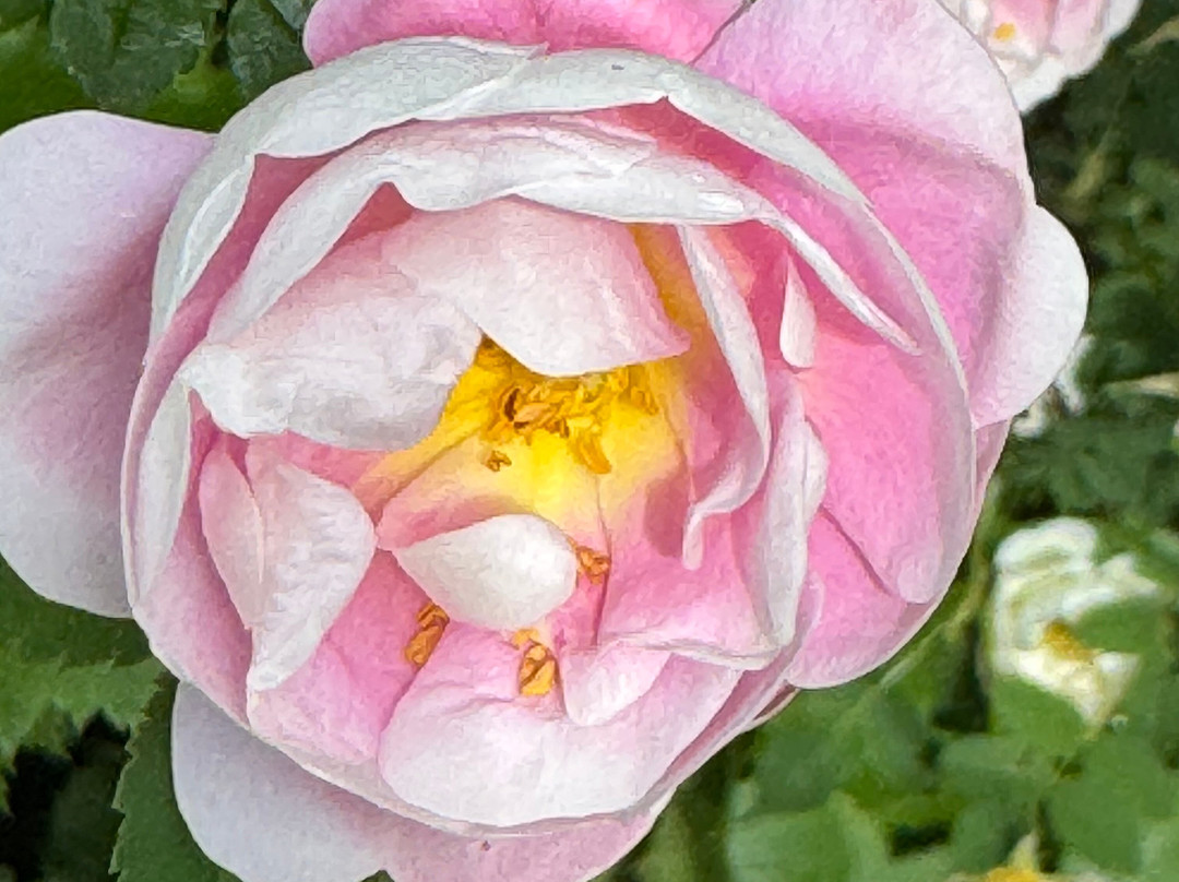 Akureyri Botanical Garden-阿克雷里必去景点