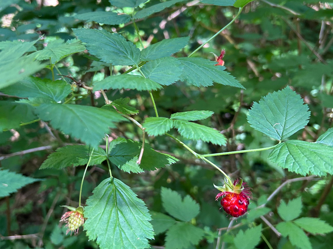 Alaska Rainforest Sanctuary-凯奇坎必去景点