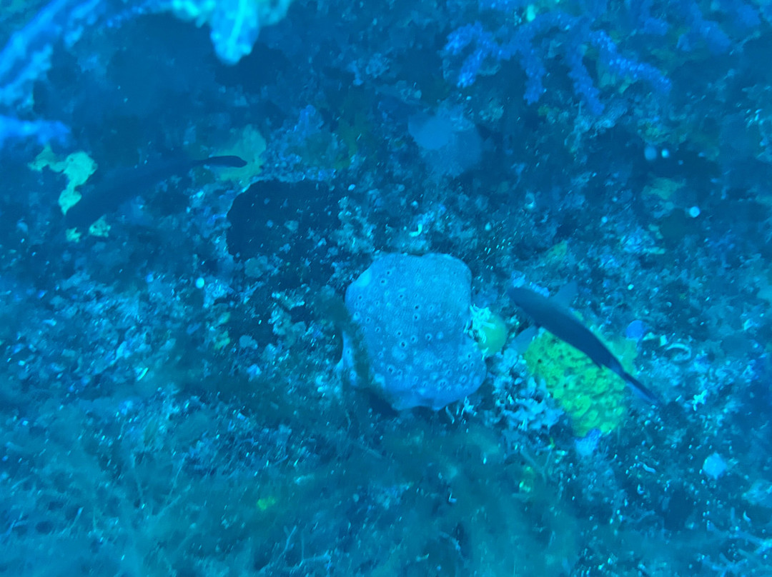 Blu Tek Diving-Marettimo必去景点