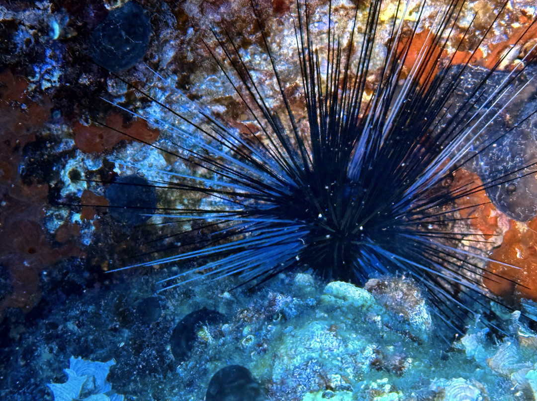 Seahorse Dive Center-瓦里必去景点