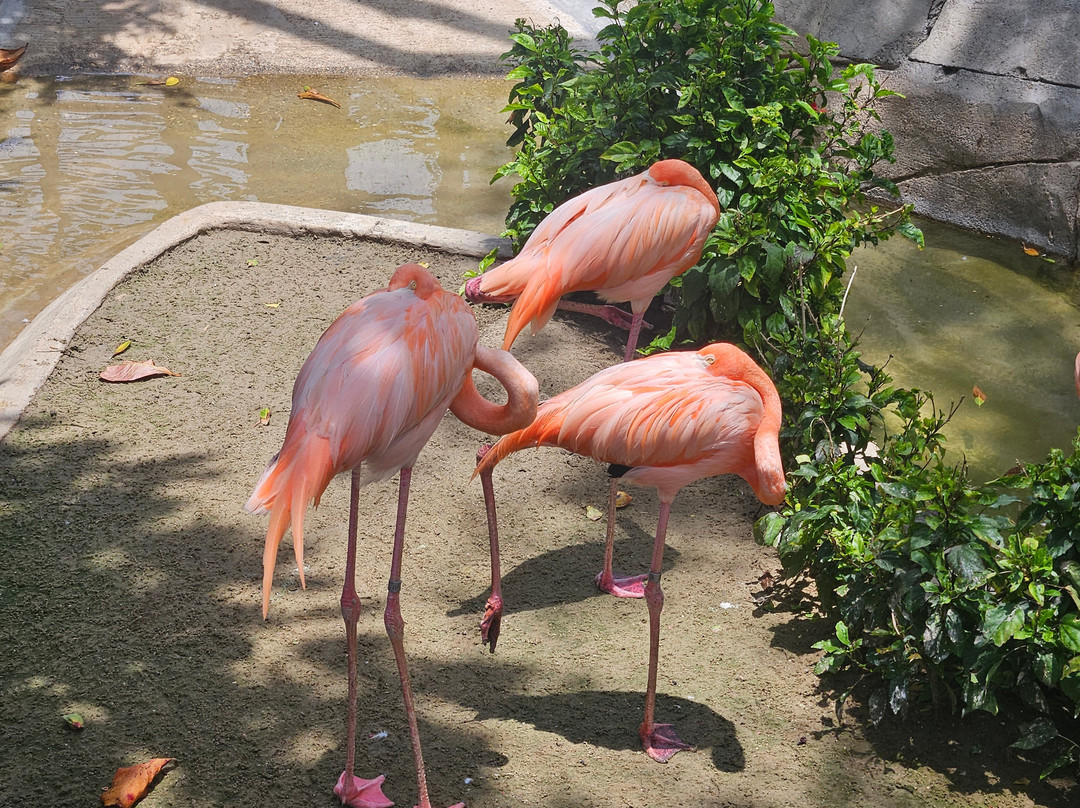 Ocean World Adventure Park, Puerto Plata-普拉塔港必去景点