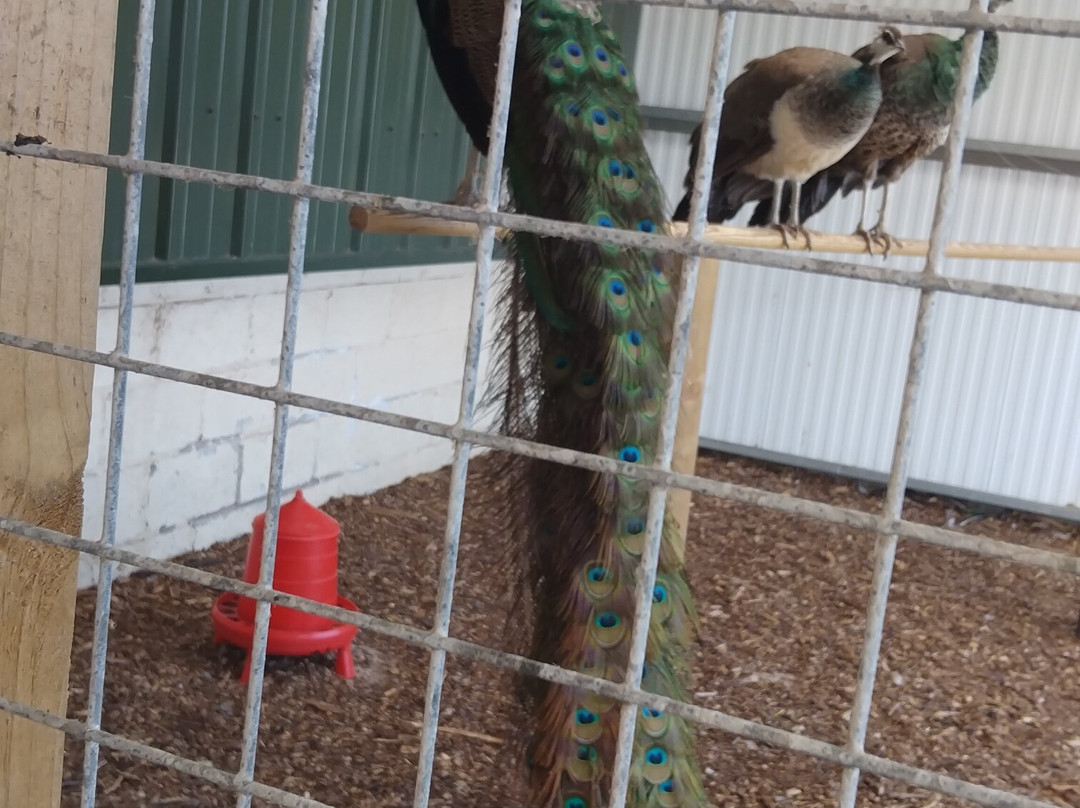Farmer Parrs Animal World-Fleetwood必去景点
