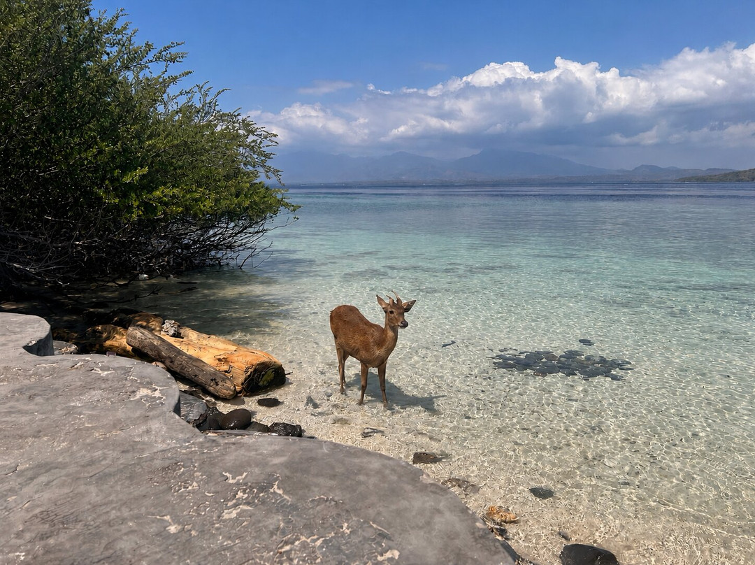 dolphin Lovina tours-罗威那海滩必去景点