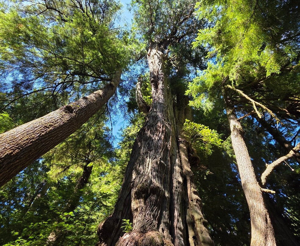 Rockaway Big Tree Trailhead-Rockaway Beach必去景点