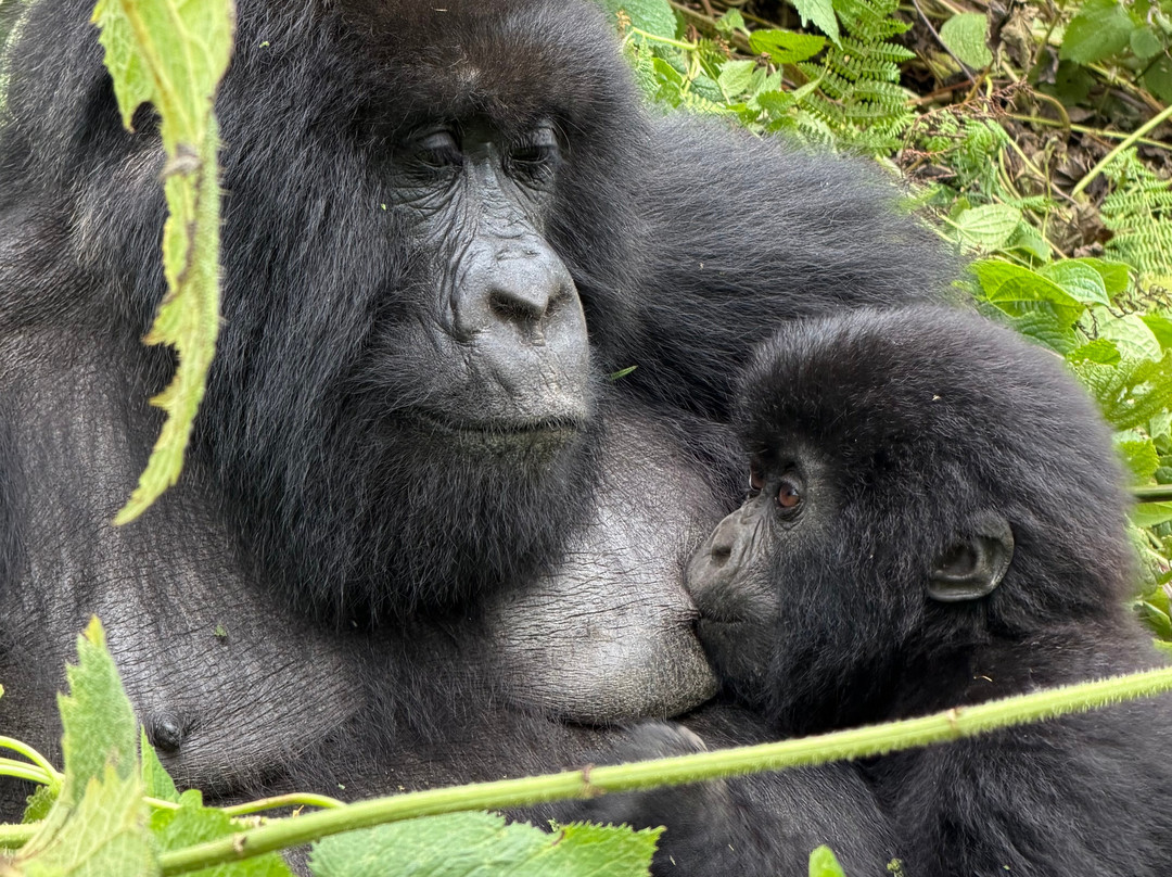 Go Gorilla Trekking-吉佳利必去景点