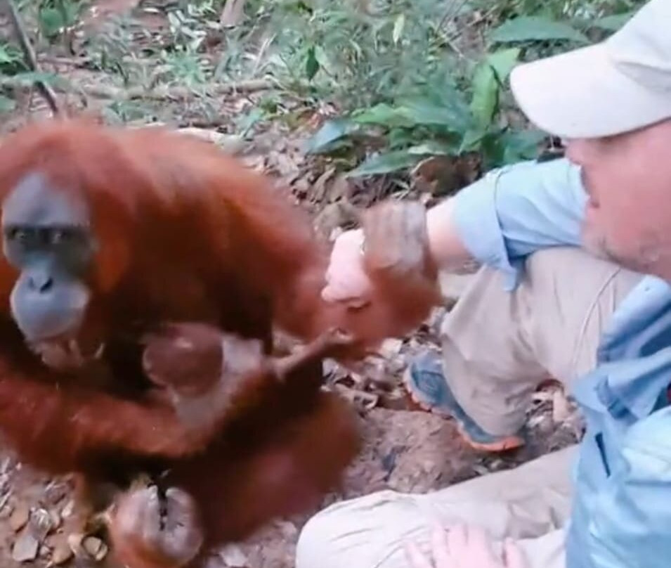 Wild Sumatra Adventure-Bohorok必去景点