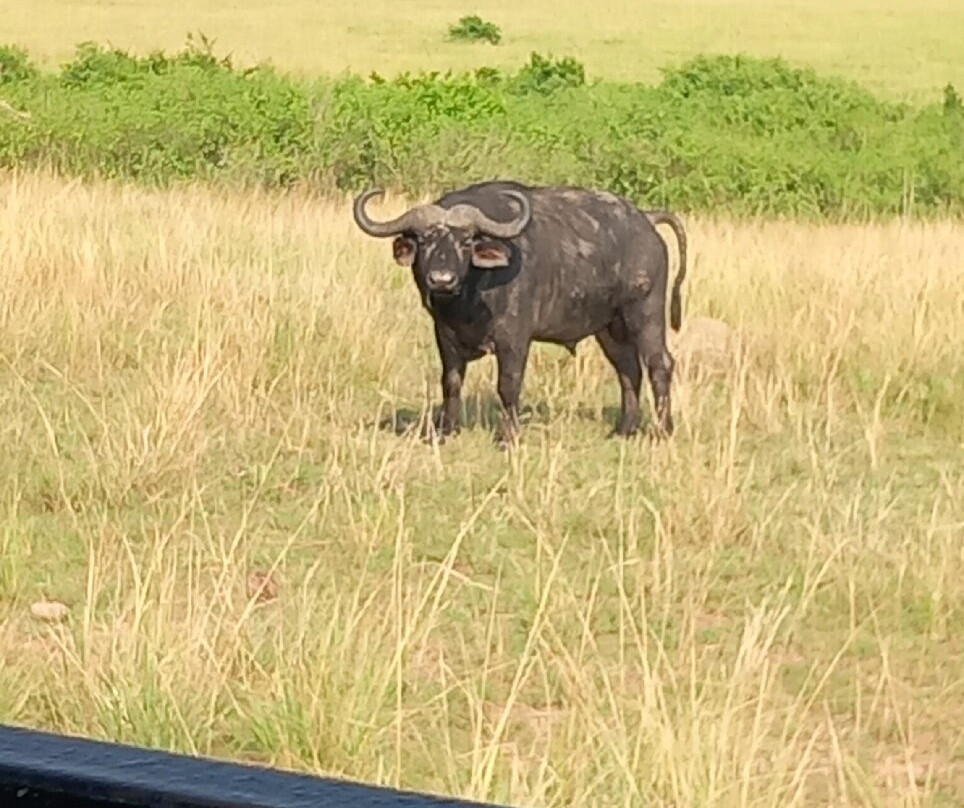Queen Elizabeth National Park-Kasese必去景点