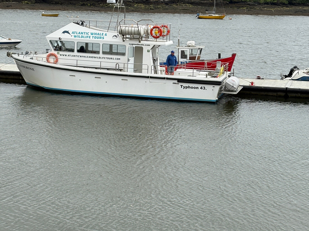 Atlantic Whale and Wildlife Tours-Courtmacsherry必去景点