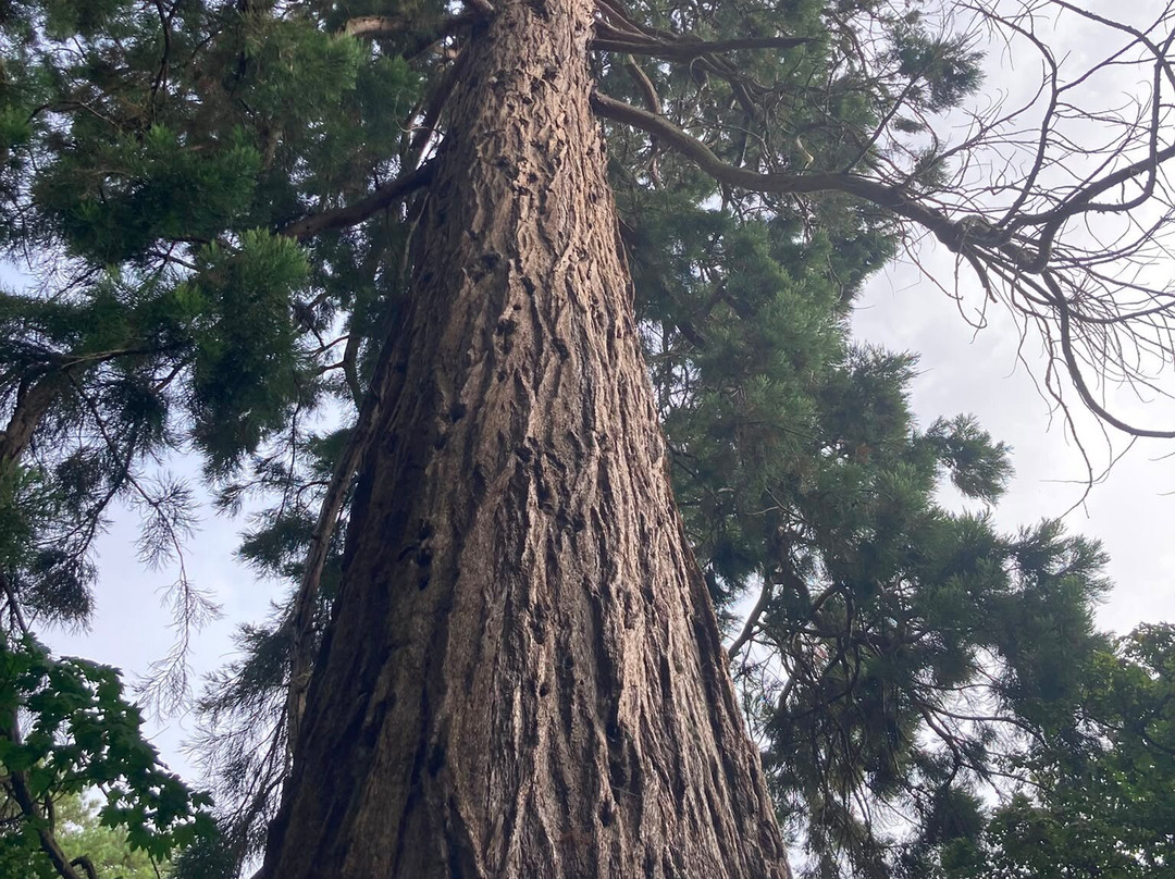 Westonbirt Arboretum-泰特伯里必去景点