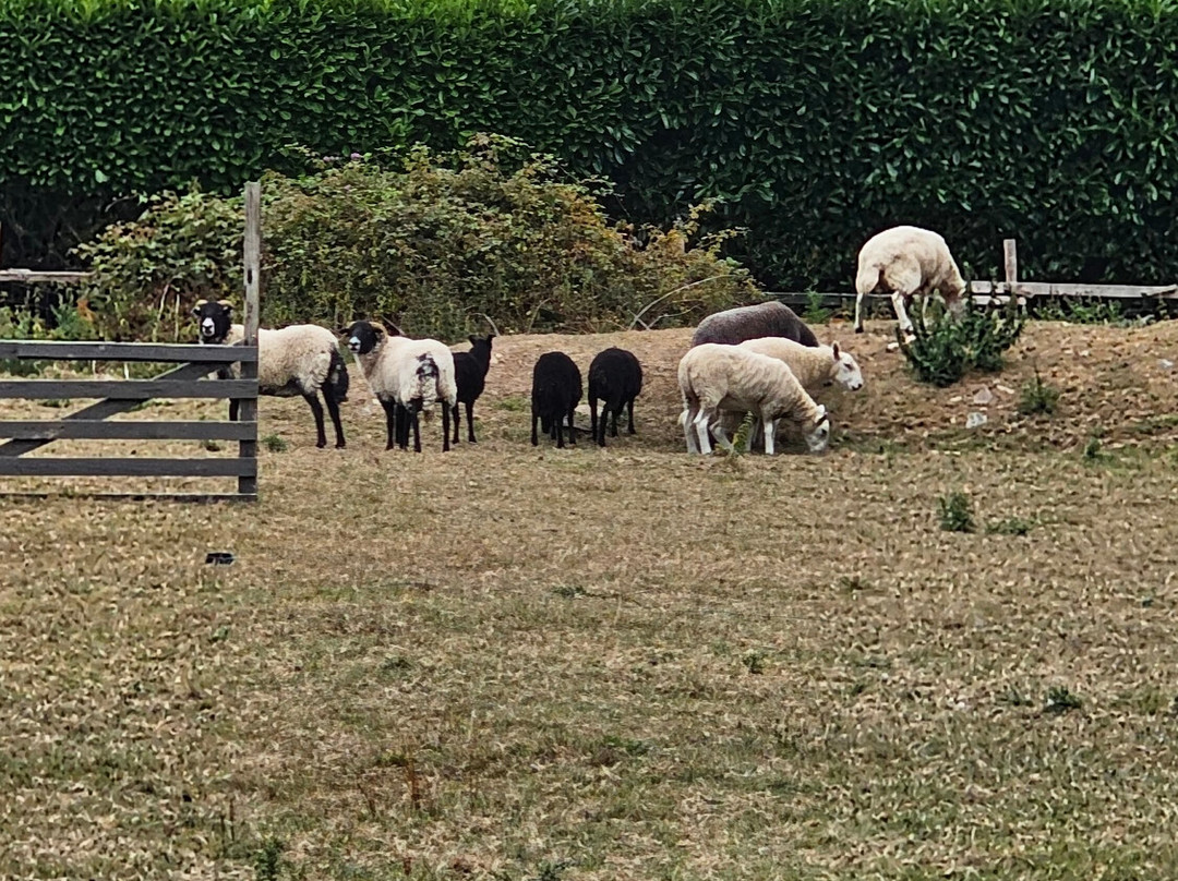 Sheep Smarts-Rathdrum必去景点