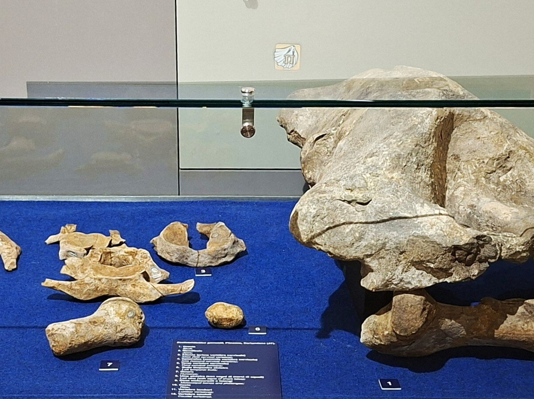 Museo Paleontologico Territoriale dell'Astigiano-阿斯蒂必去景点