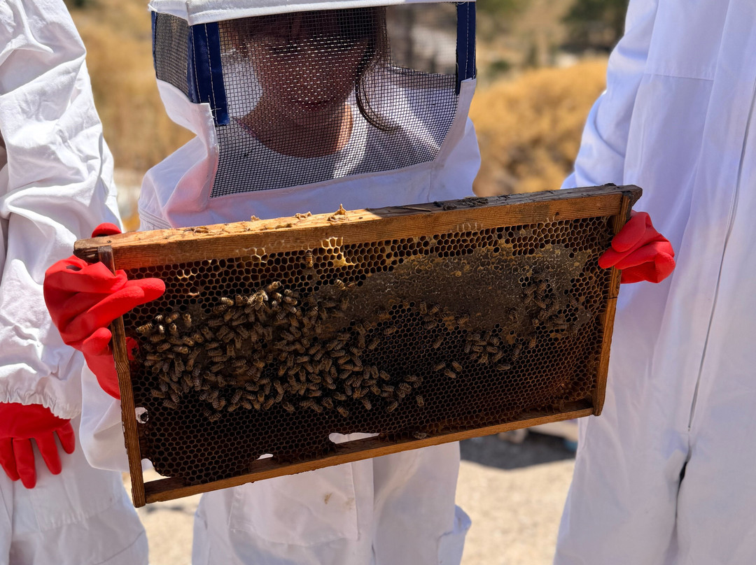 So! Bee-纳夫普利翁必去景点