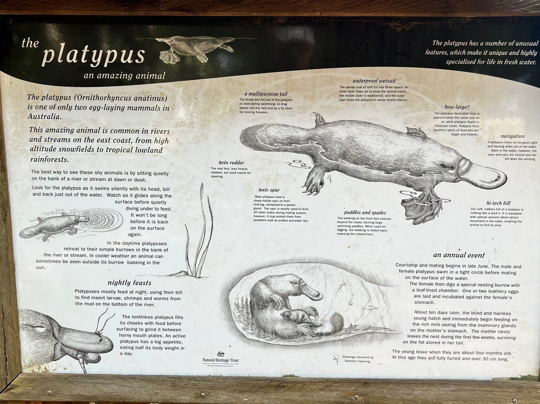 Yungaburra Platypus Viewing Platform-Yungaburra必去景点