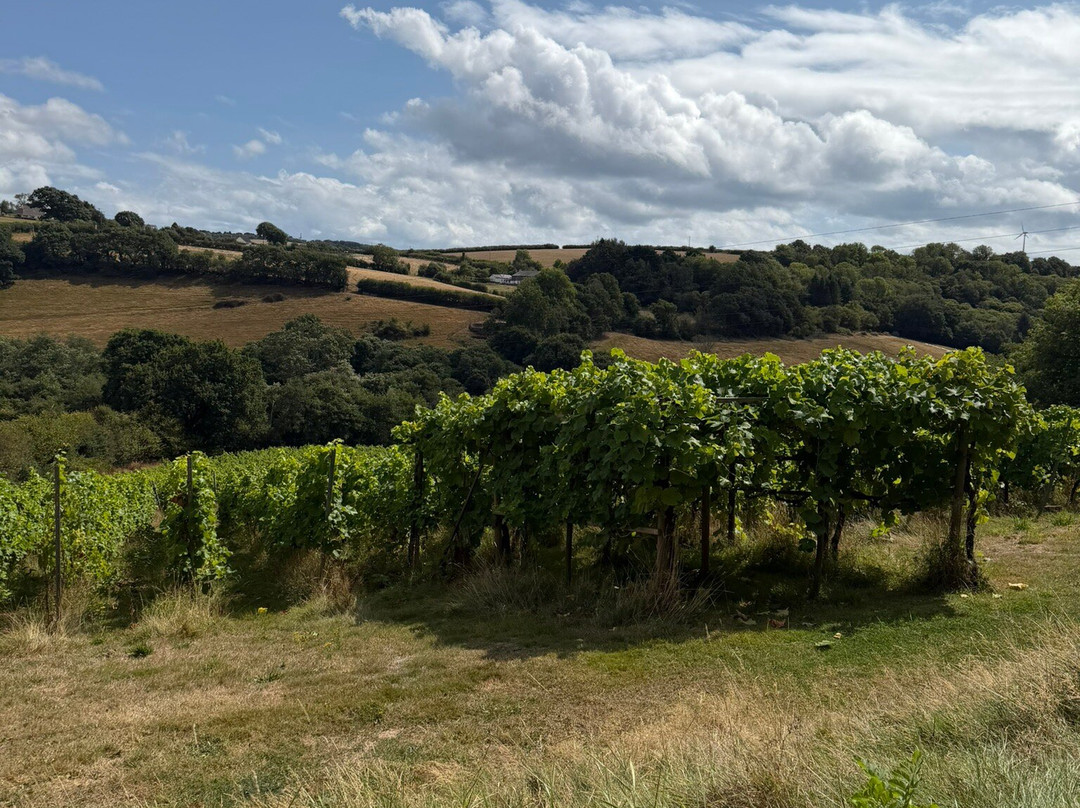 Looe Valley Vineyard-卢城必去景点