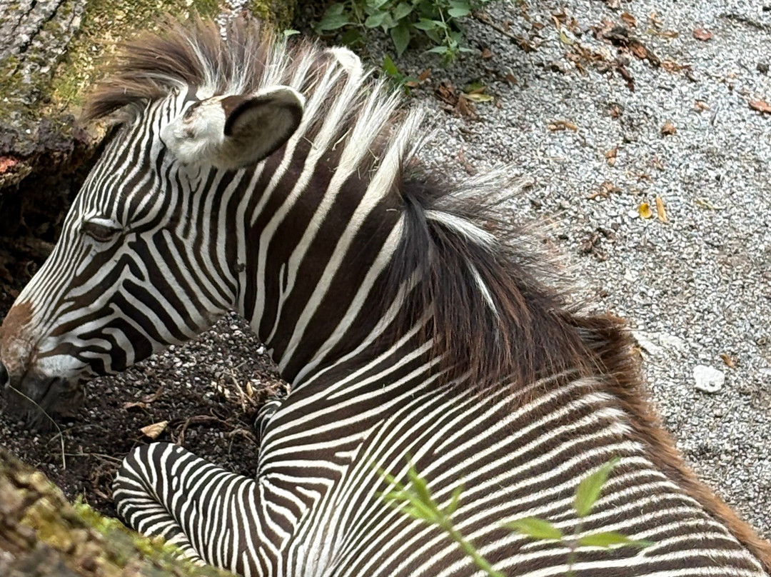 Zoo Salzburg-安妮夫必去景点