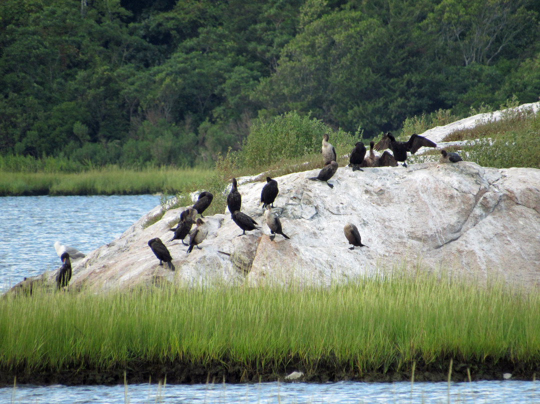 Allens Pond Wildlife Sanctuary-Westport必去景点