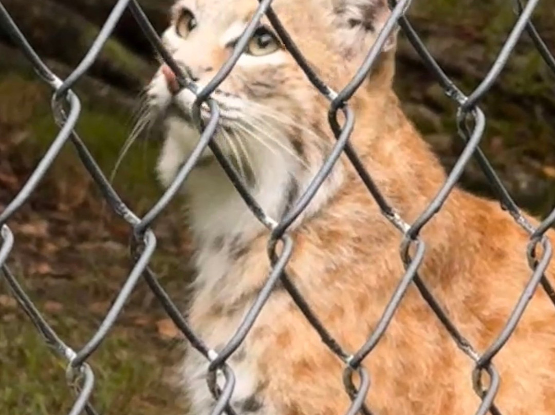Lakota Wolf Preserve-Columbia必去景点
