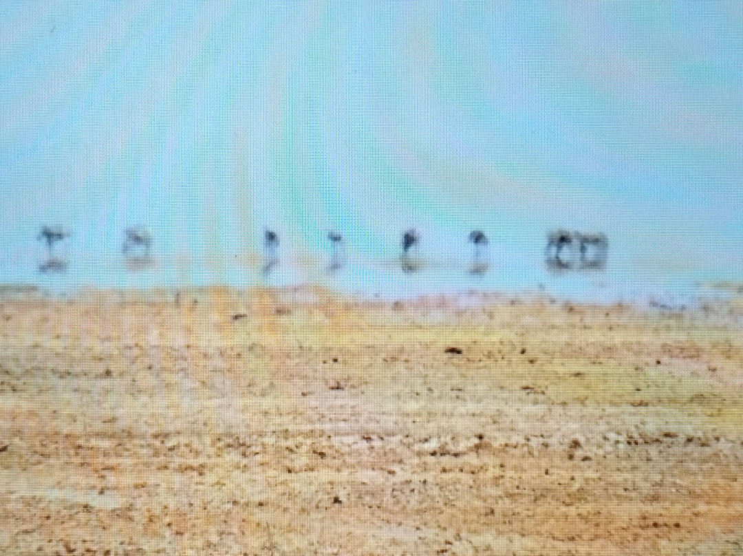 Amboseli National Park-Amboseli Eco-system必去景点