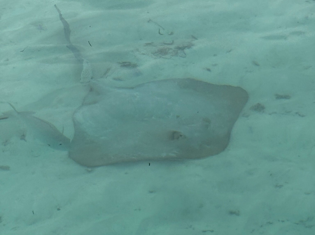 Euro-Divers LUX South Ari Atoll-南阿里环礁必去景点