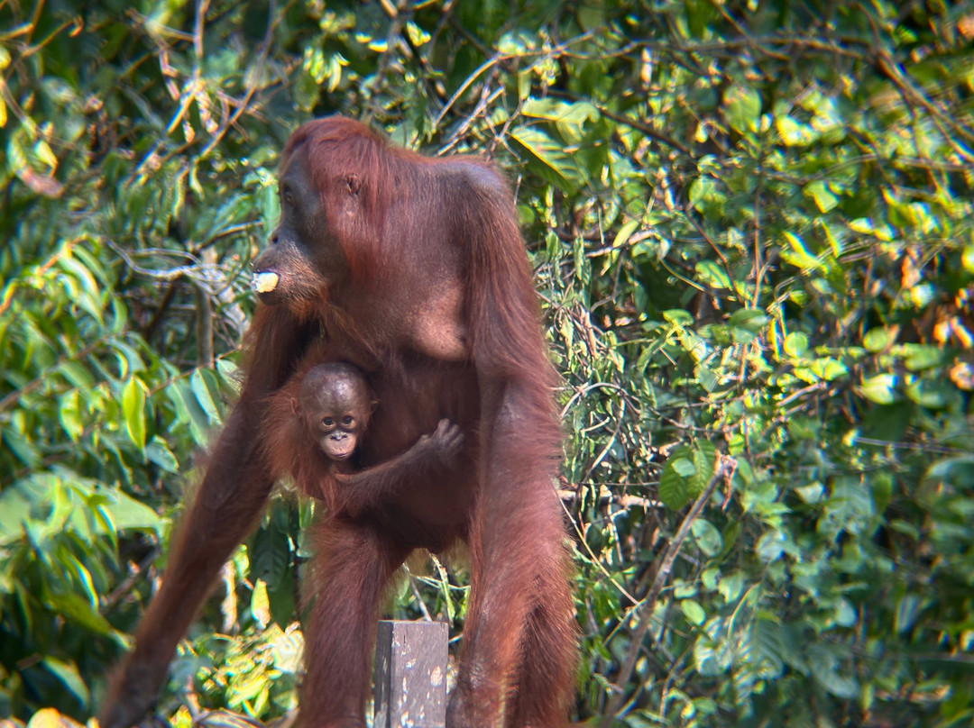 Orangutan Houseboat Tour-Kumai必去景点
