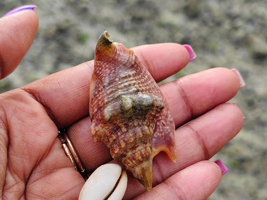 Andaman Shells-布莱尔港必去景点