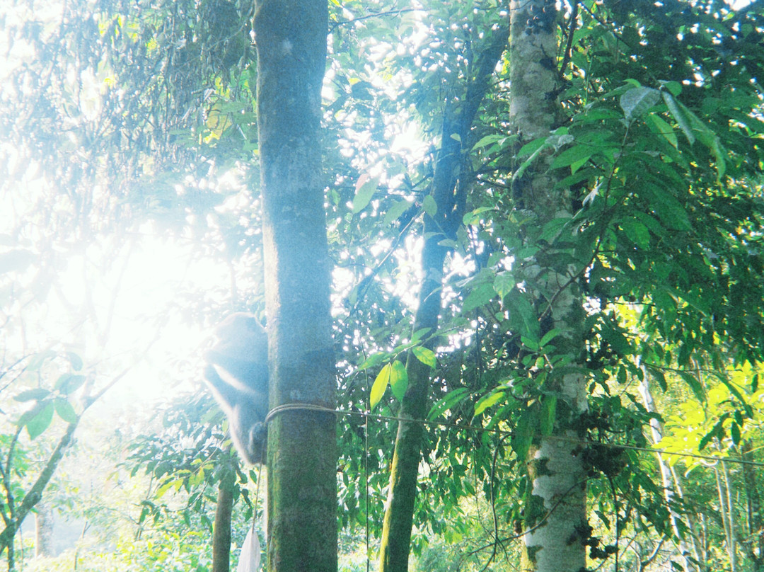 Ethical Trekking Sumatra-武吉拉旺必去景点