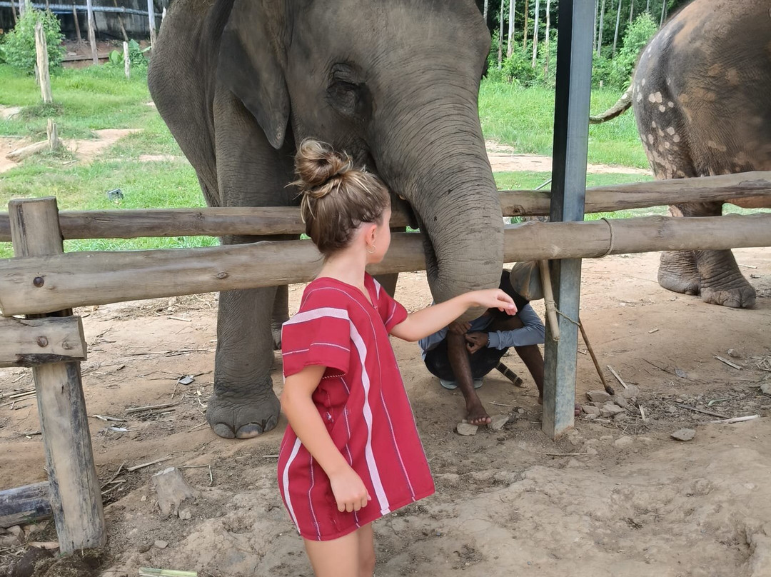 Kerchor Elephant Family Phuket-卡图必去景点