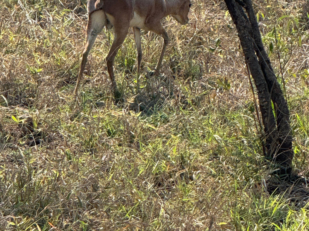 Africa Moja Tours And Safaris-桑顿必去景点