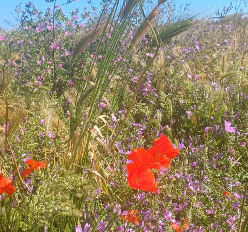 Parco Naturale Regionale Costa Otranto - Santa Maria di Leuca e Bosco di Tricase-Gagliano del Capo必去景点