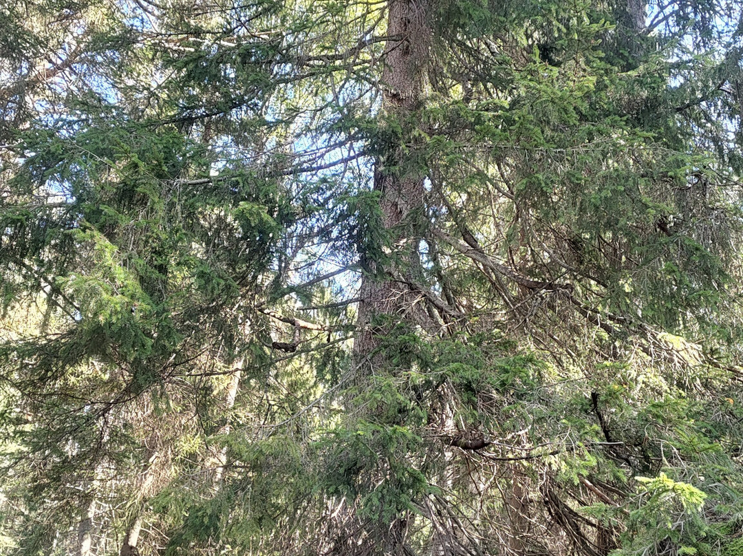 Tyresta National Park-Tyreso必去景点