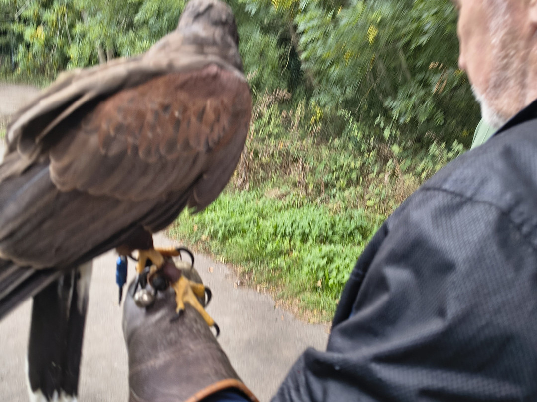 Riverside Falconry-纽卡斯尔必去景点